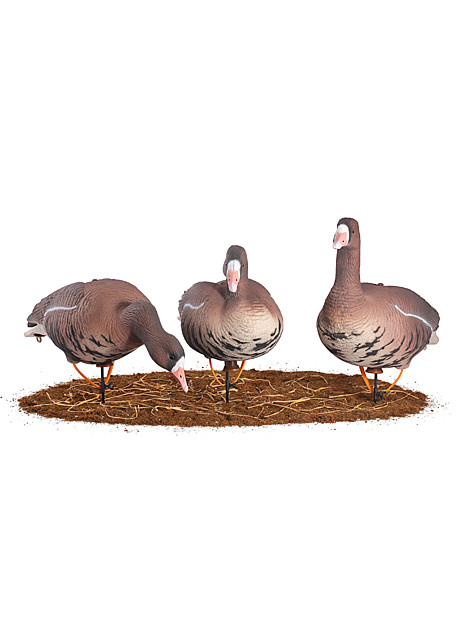 Duck Mania®,  Белолобый гусь 